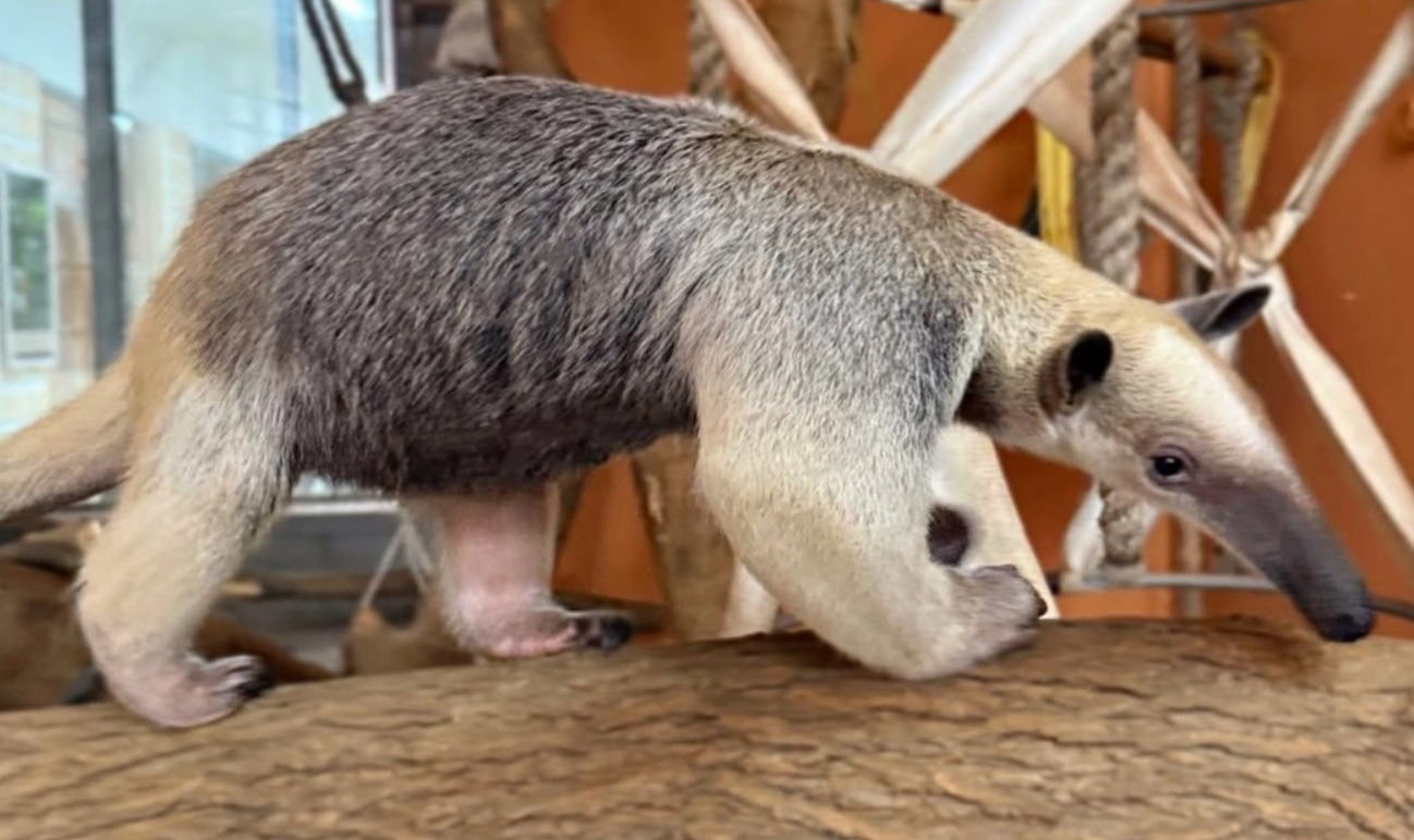 В алматинском зоопарке появились необычные животные 