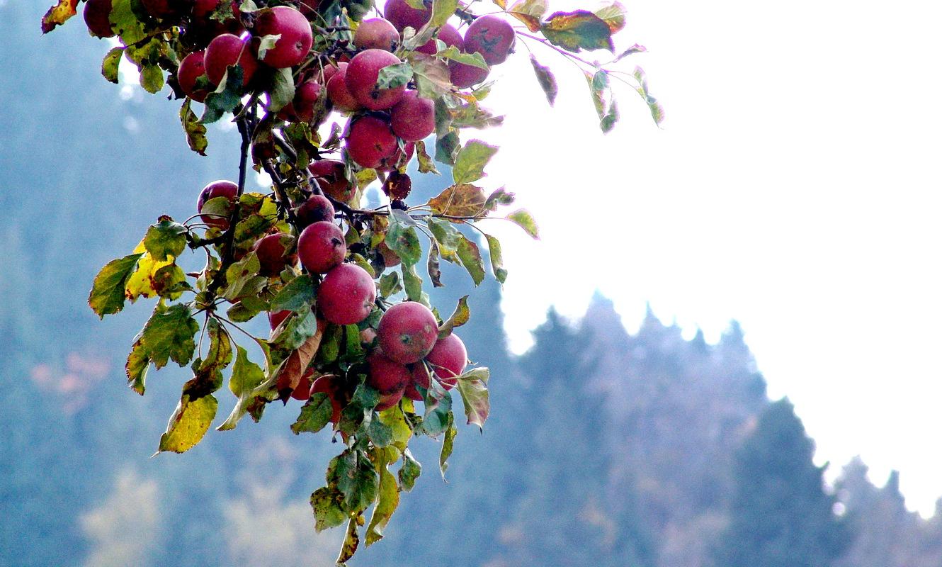 Алматы или Алмату? По дебрям ономастики в поисках Яблочной Горы 