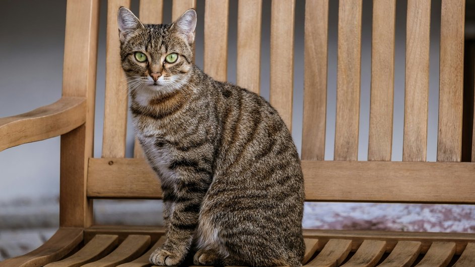 Наличие кошки связали с риском шизофрении у ее хозяина 