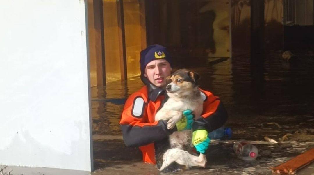 7 тыс. животных погибло во время паводков: как получить компенсацию