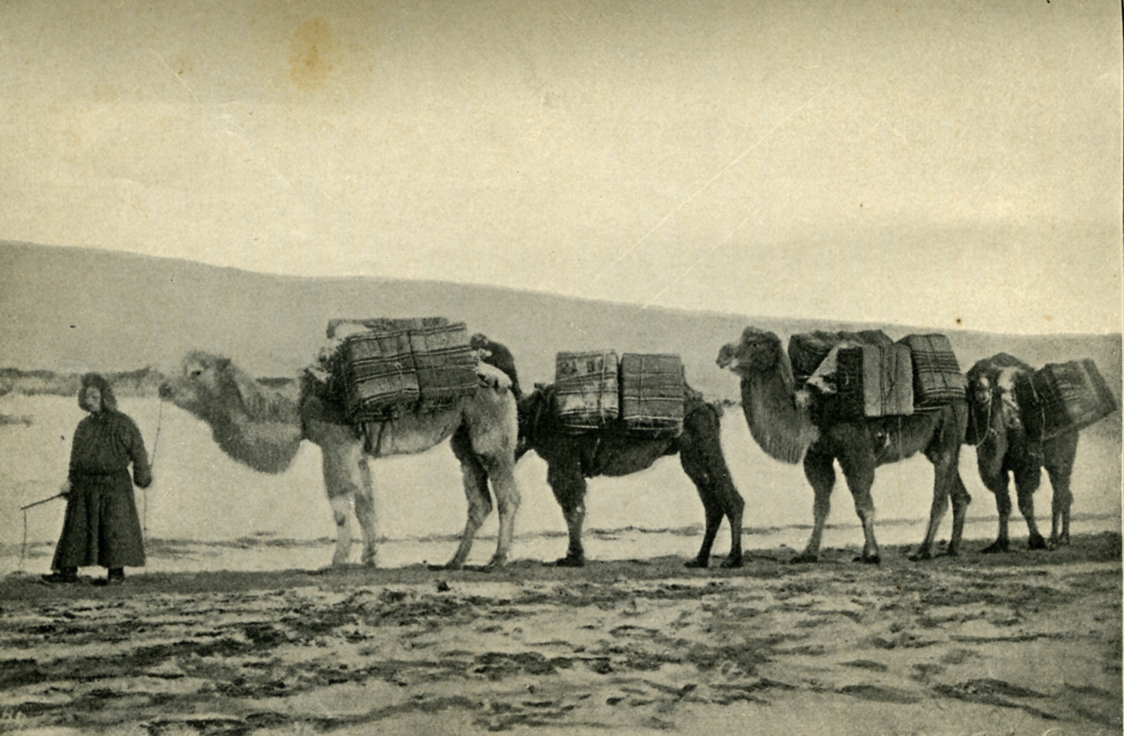  Верблюд: чем он был для казахов и Великой Степи 