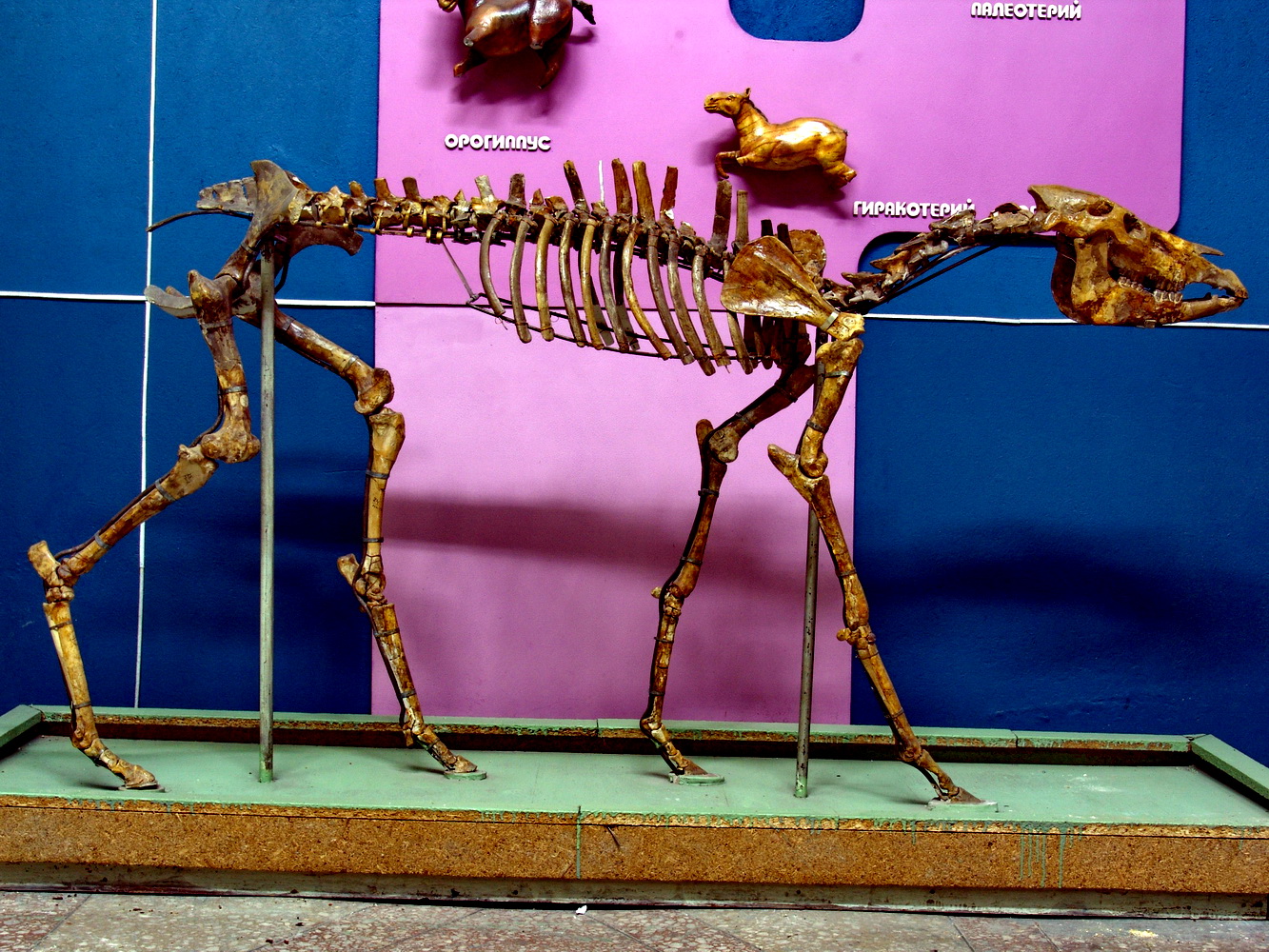 История лошади. Когда и где в Казахстане зацокали первые копыта 