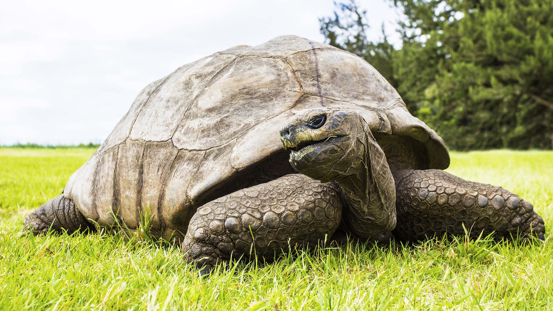 Старая черепаха читать. Jonathan the giant Tortoise. Пожилая черепаха ВАЛАКАС. World’s oldest Tortoise Jonathan celebrates his 190th Birthday. Animals that Live to be old.