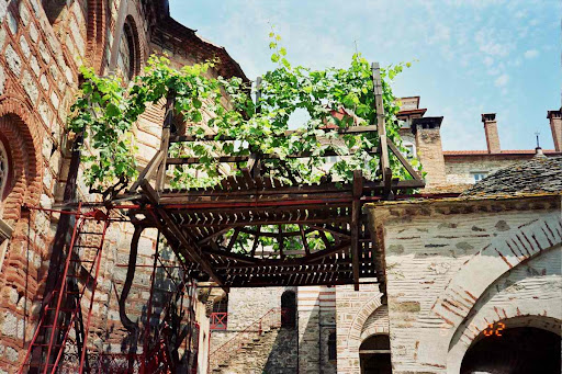 Лоза святого Симеона: плоды, дарующие избавление от бездетности 