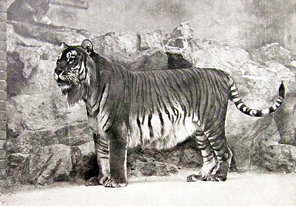 Туранский тигр, фото из зоопарка Берлина, 1899 год