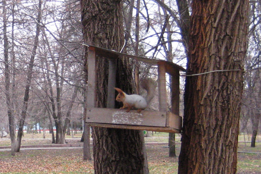 Белка в кормушке Атакент