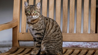 Наличие кошки связали с риском шизофрении у ее хозяина 