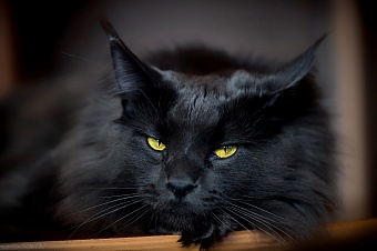 Если черный кот дорогу перейдет: почему не стоит верить приметам