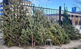 Почем елки в Казахстане