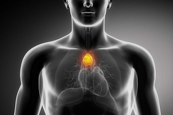 Маленькая железа в организме напрямую влияет на долголетие – ученые 