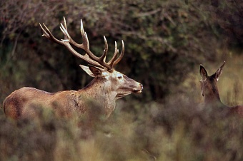 ҚР Үкіметінде сирек кездесетін жануарларды қорғау мәселесі қаралды