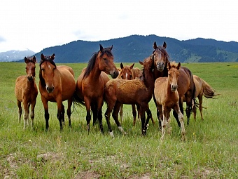 Тысячелетия коня. Почему роль Казахстана в приручении лошади ставится под сомнение 